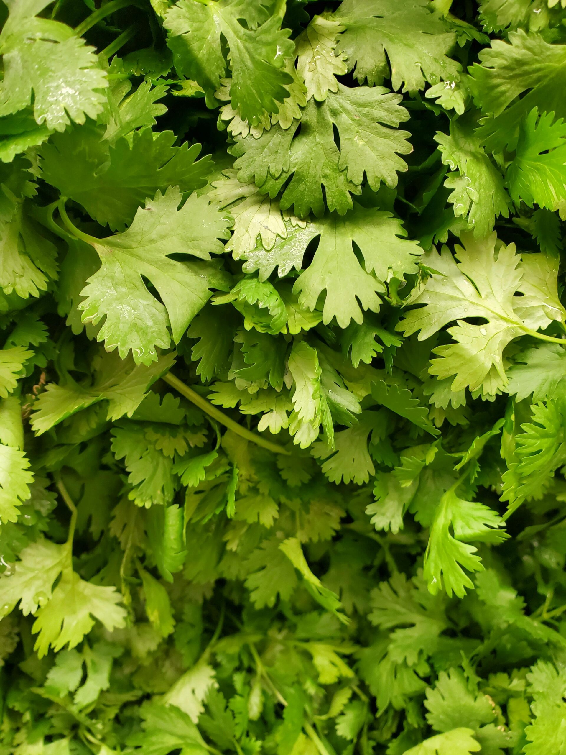 Cilantro